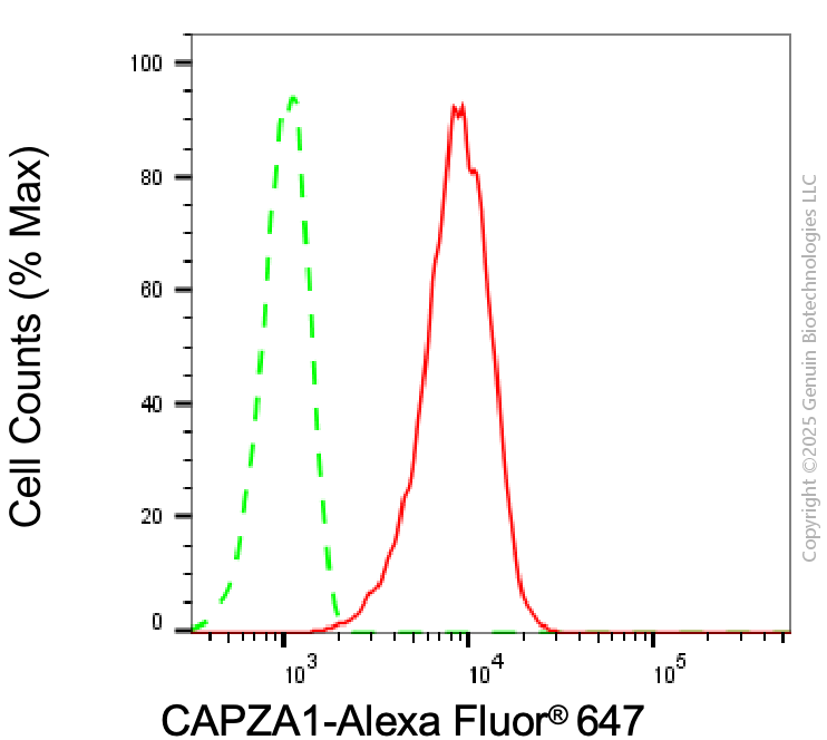KD-Validated Anti-CAPZA1 Mouse Monoclonal Antibody ABG2006