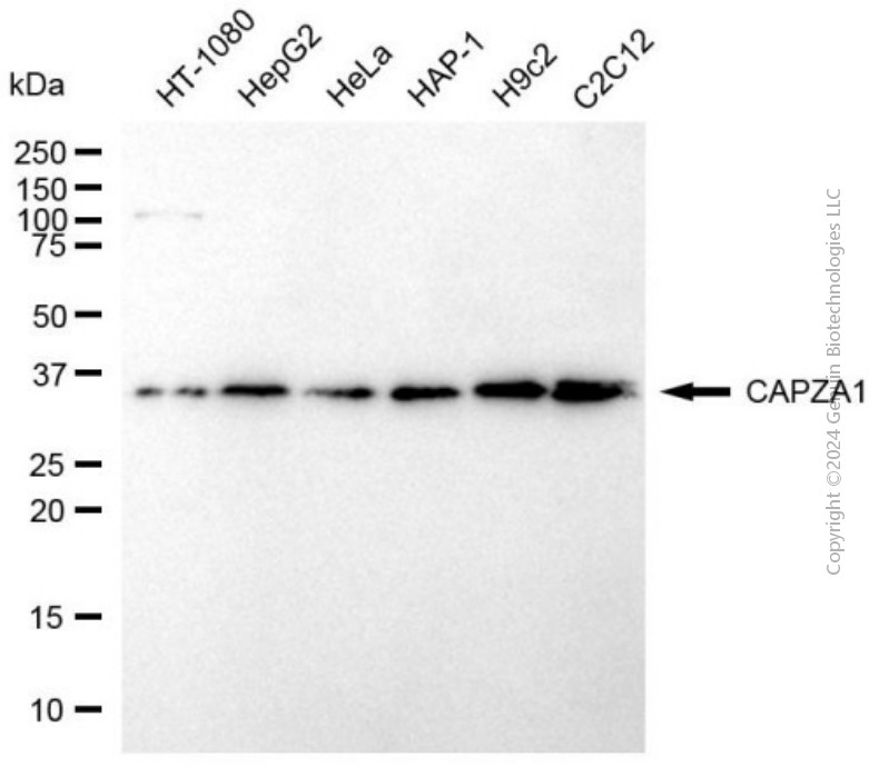 KD-Validated Anti-CAPZA1 Mouse Monoclonal Antibody ABG2006