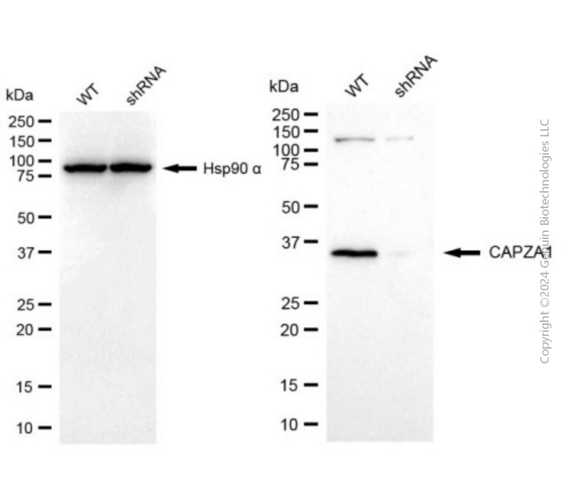 KD-Validated Anti-CAPZA1 Mouse Monoclonal Antibody ABG2006