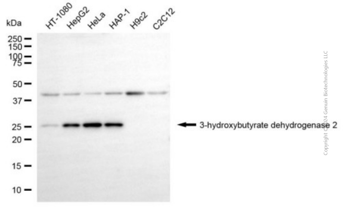 KD-Validated Anti-BDH2 Mouse Monoclonal Antibody ABG2007