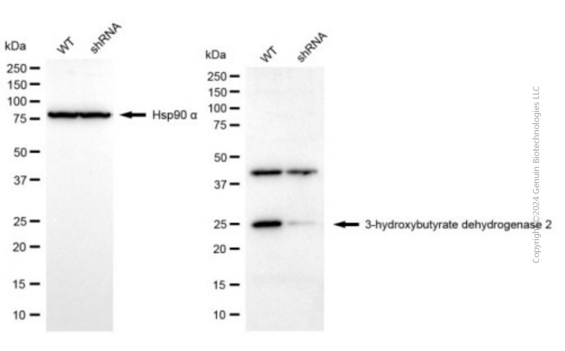 KD-Validated Anti-BDH2 Mouse Monoclonal Antibody ABG2007
