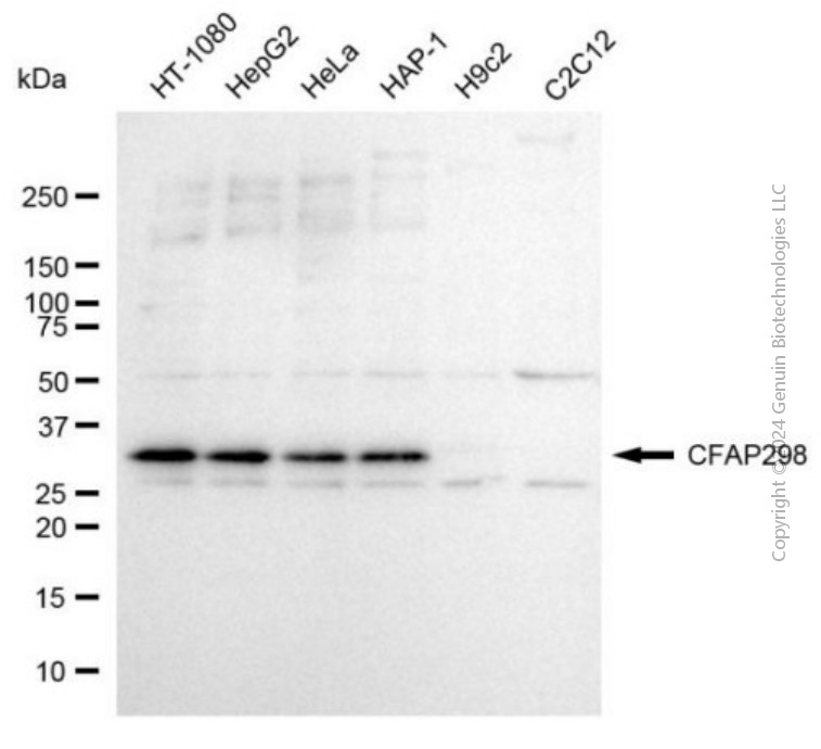 KD-Validated Anti-CFAP298 Mouse Monoclonal Antibody ABG2008