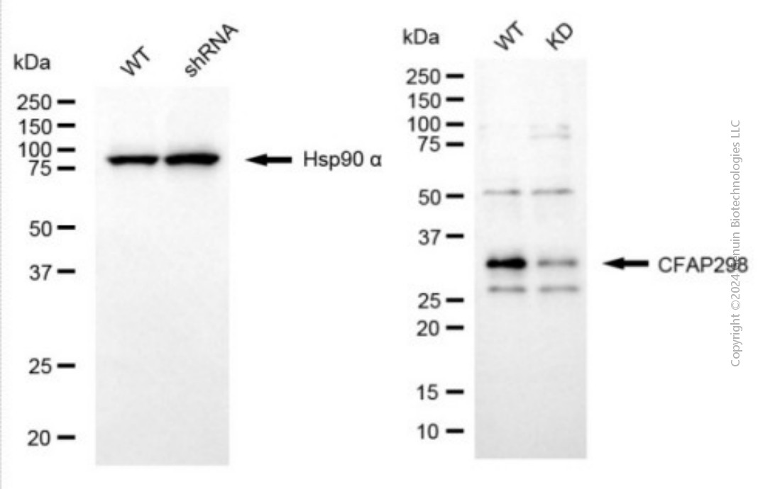 KD-Validated Anti-CFAP298 Mouse Monoclonal Antibody ABG2008