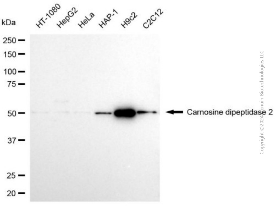 KD-Validated Anti-CNDP2 Mouse Monoclonal Antibody ABG2009