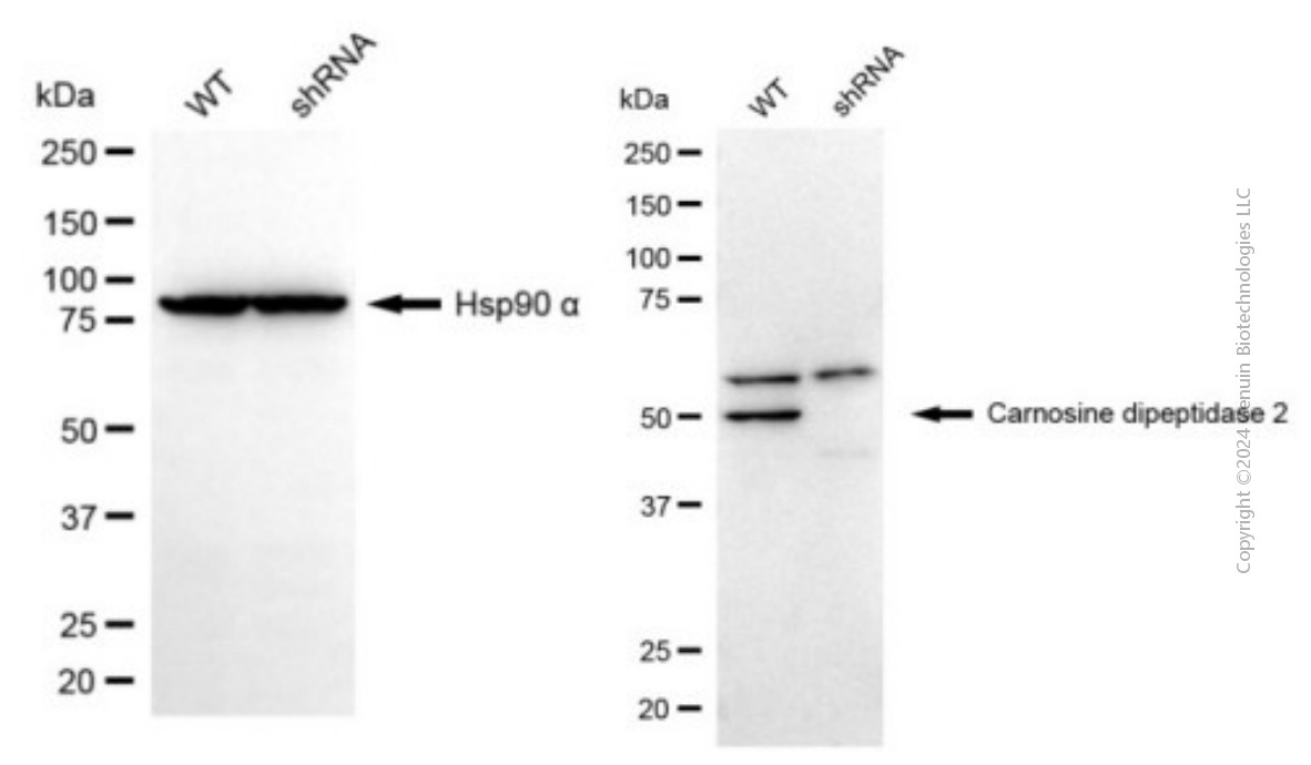 KD-Validated Anti-CNDP2 Mouse Monoclonal Antibody ABG2009