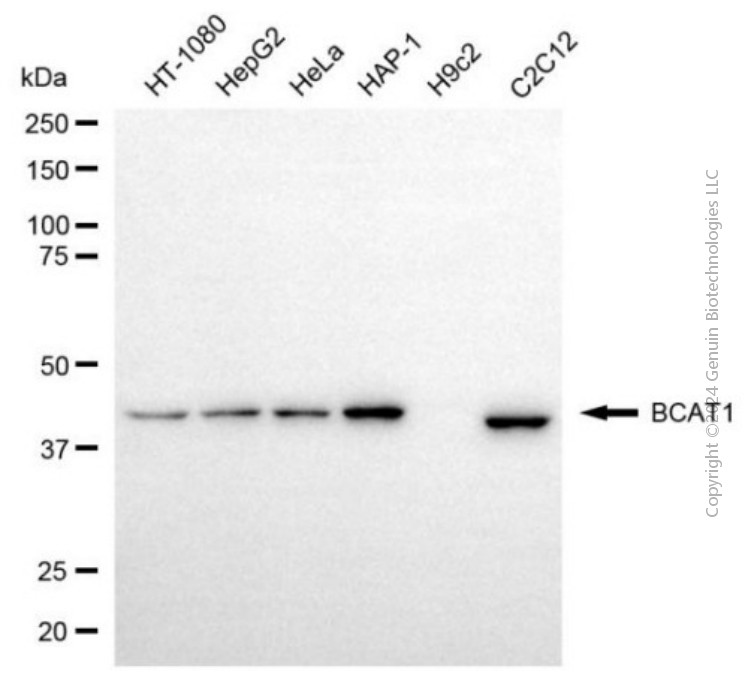 KD-Validated Anti-BCAT1 Mouse Monoclonal Antibody ABG2010