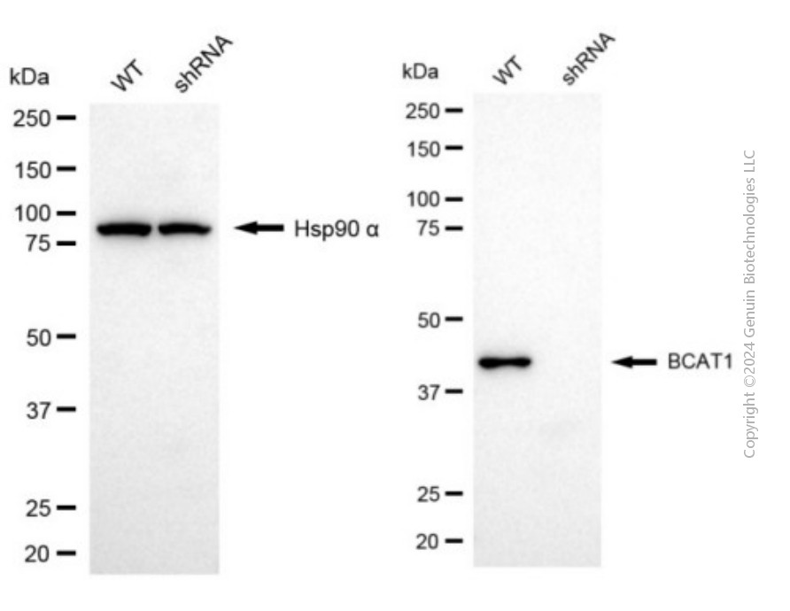 KD-Validated Anti-BCAT1 Mouse Monoclonal Antibody ABG2010