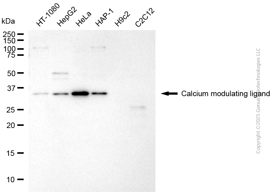 KD-Validated Anti-CAMLG Mouse Monoclonal Antibody ABG2011