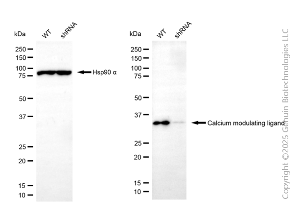 KD-Validated Anti-CAMLG Mouse Monoclonal Antibody ABG2011