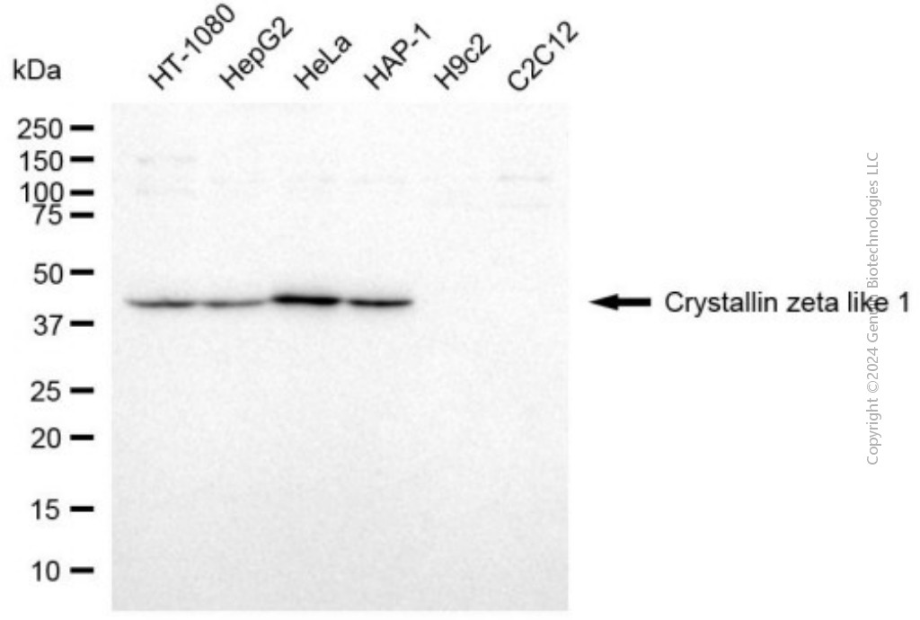 KD-Validated Anti-CRYZL1 Mouse Monoclonal Antibody ABG2012