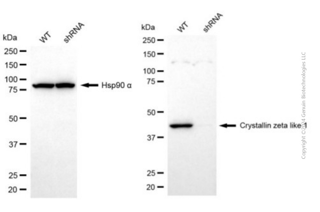 KD-Validated Anti-CRYZL1 Mouse Monoclonal Antibody ABG2012