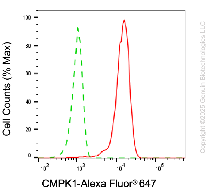 KD-Validated Anti-CMPK1 Mouse Monoclonal Antibody ABG2013