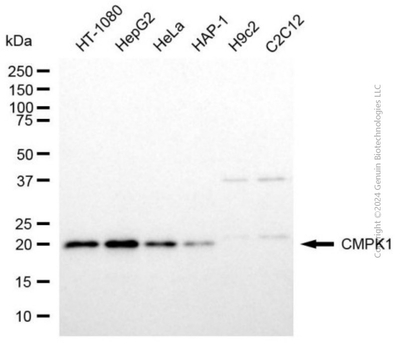 KD-Validated Anti-CMPK1 Mouse Monoclonal Antibody ABG2013
