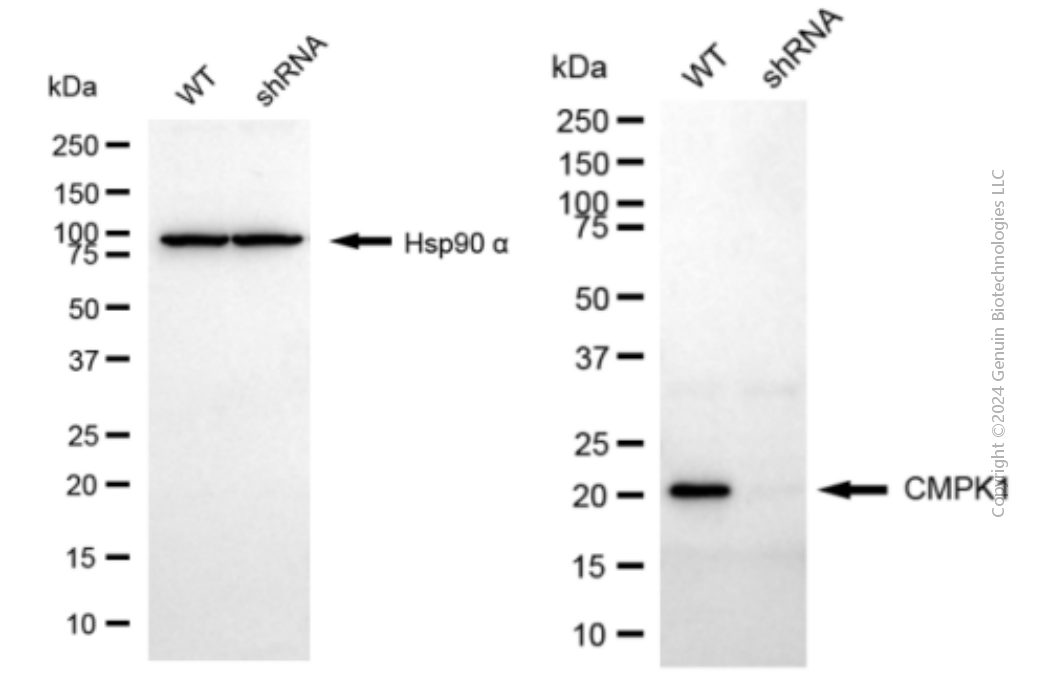 KD-Validated Anti-CMPK1 Mouse Monoclonal Antibody ABG2013