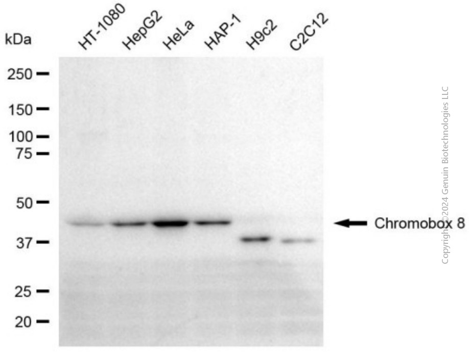 KD-Validated Anti-CBX8 Mouse Monoclonal Antibody ABG2014