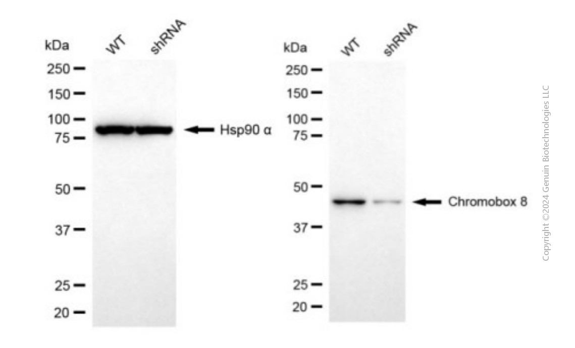 KD-Validated Anti-CBX8 Mouse Monoclonal Antibody ABG2014