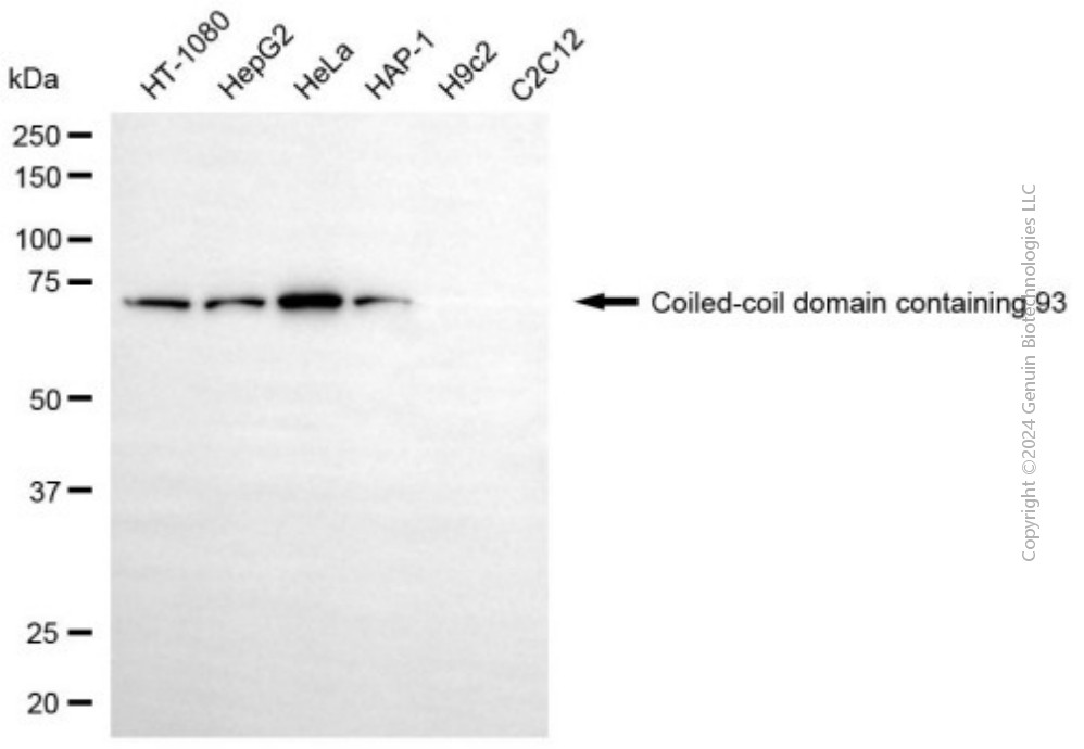 KD-Validated Anti-CCDC93 Mouse Monoclonal Antibody ABG2015