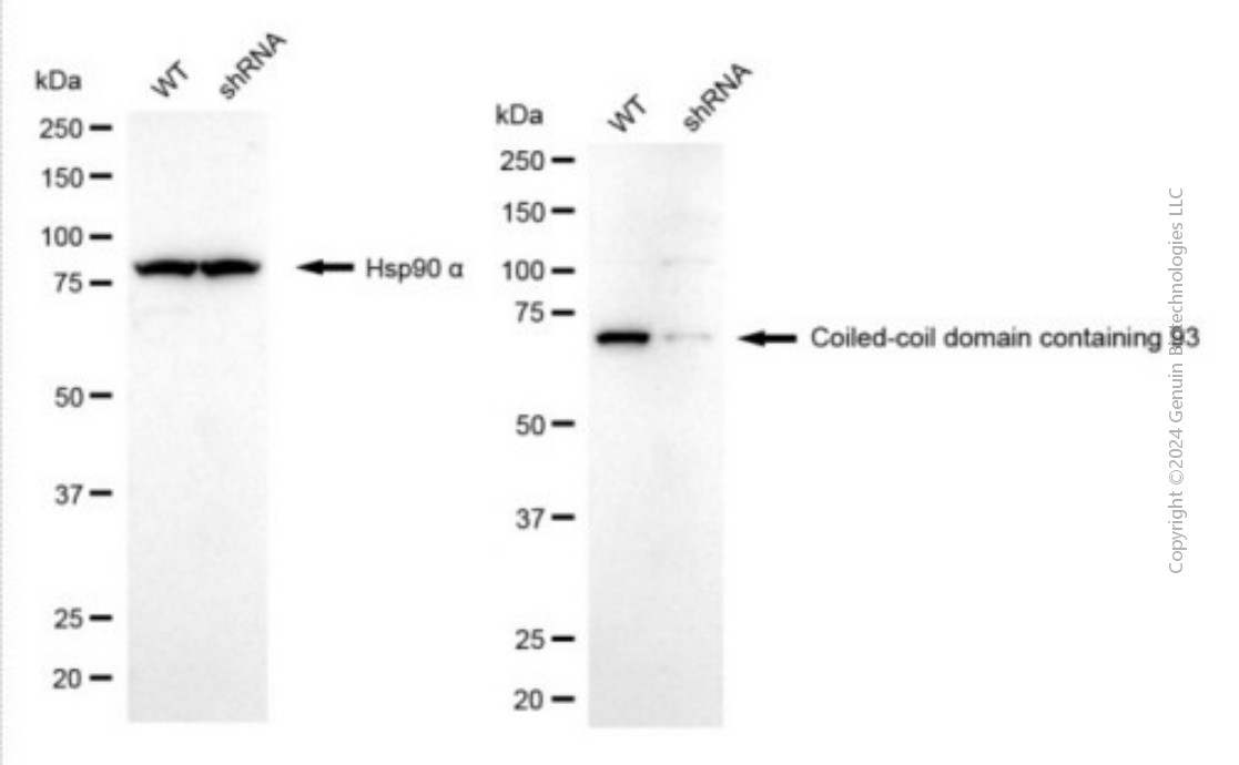 KD-Validated Anti-CCDC93 Mouse Monoclonal Antibody ABG2015