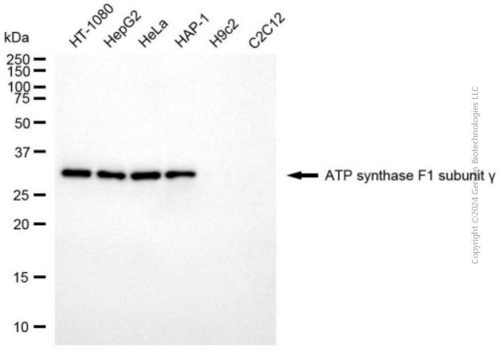 KD-Validated Anti-ATP5C1 Mouse Monoclonal Antibody ABG2016