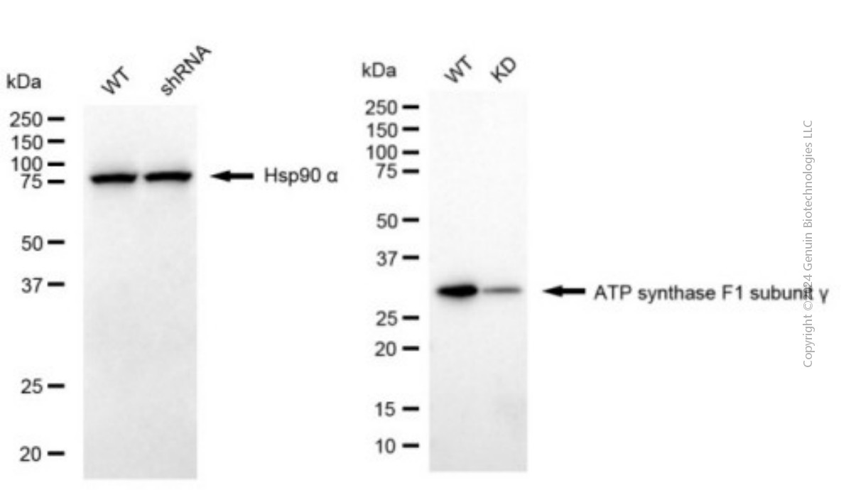 KD-Validated Anti-ATP5C1 Mouse Monoclonal Antibody ABG2016