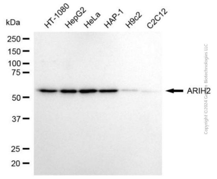 KD-Validated Anti-Purified ARIH2 Mouse Monoclonal Antibody ABG2017