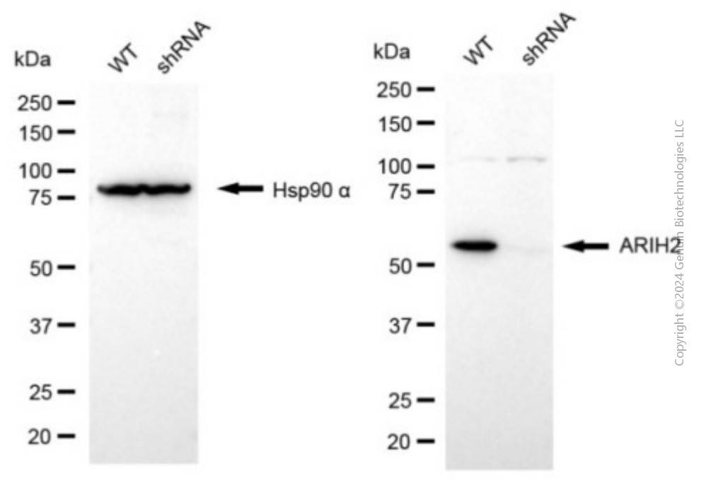 KD-Validated Anti-Purified ARIH2 Mouse Monoclonal Antibody ABG2017