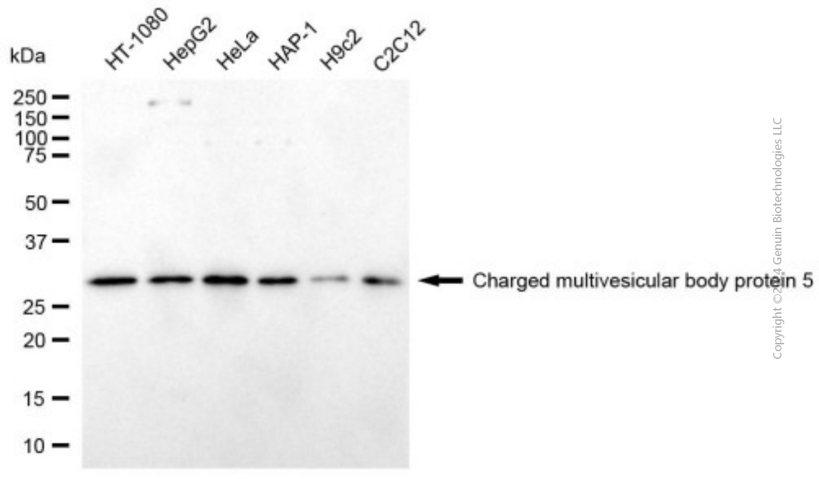 KD-Validated Anti-CHMP5 Mouse Monoclonal Antibody ABG2018