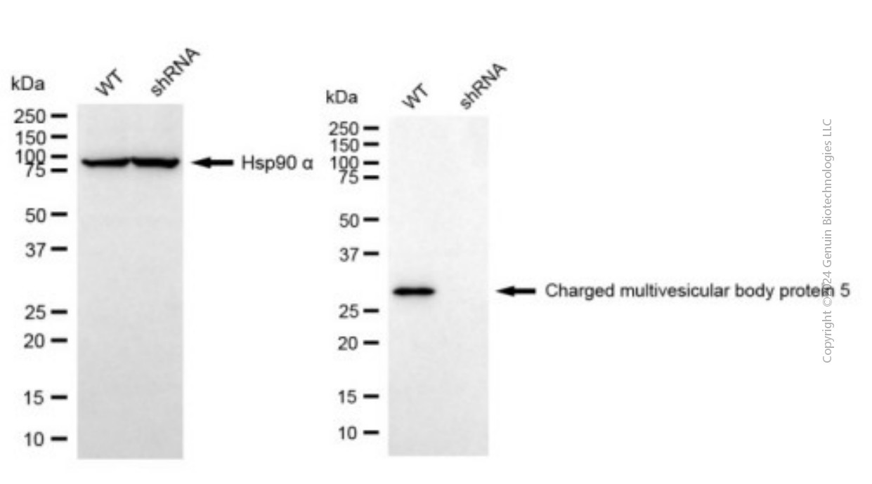 KD-Validated Anti-CHMP5 Mouse Monoclonal Antibody ABG2018