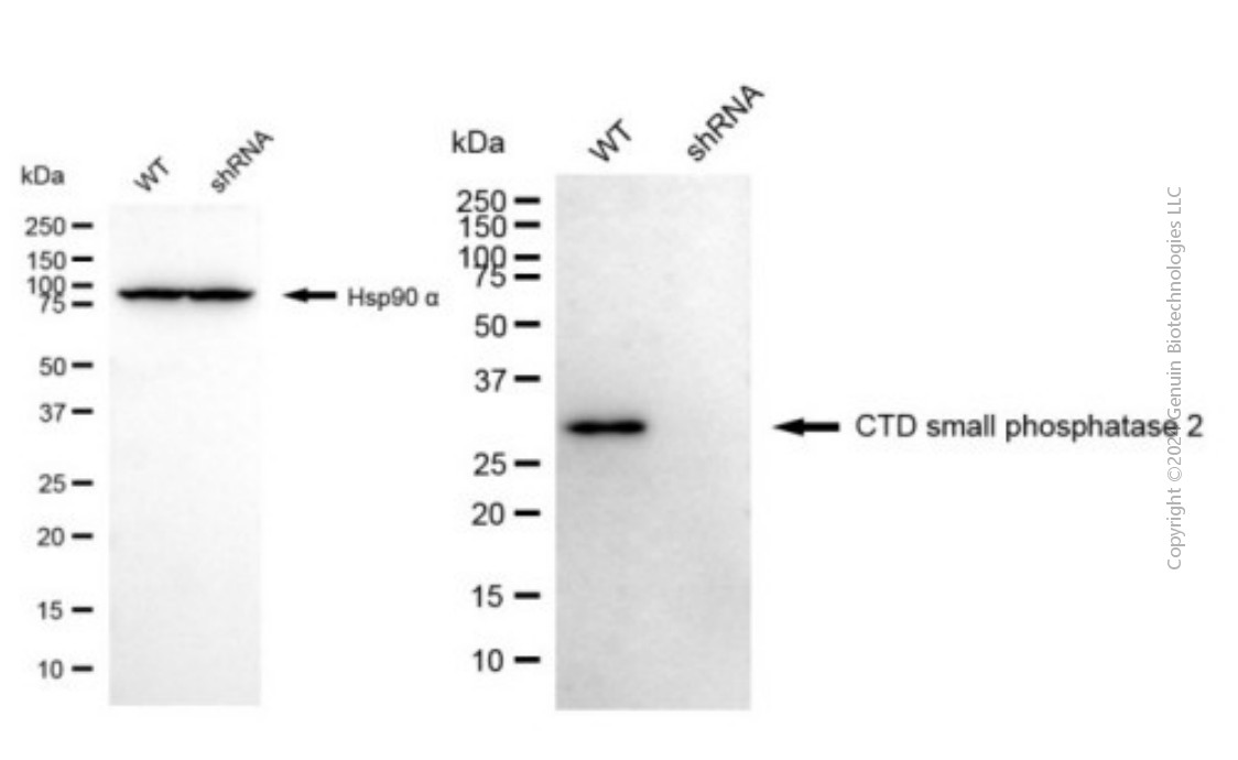 KD-Validated Anti-CTDSP2 Mouse Monoclonal Antibody ABG2020