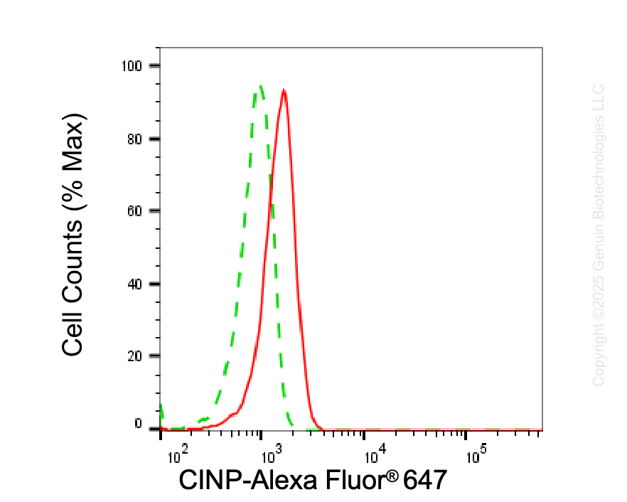 KD-Validated Anti-CINP Mouse Monoclonal Antibody ABG2021