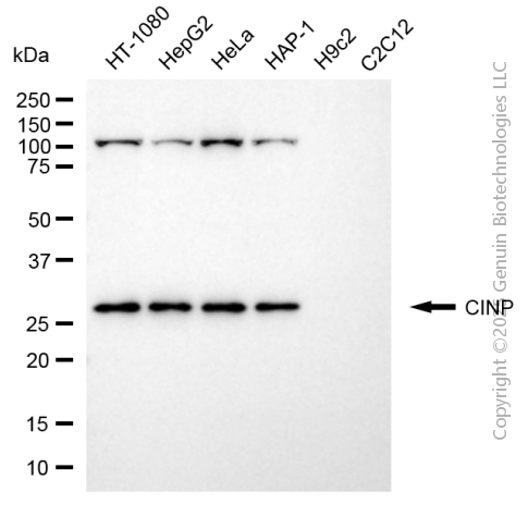 KD-Validated Anti-CINP Mouse Monoclonal Antibody ABG2021