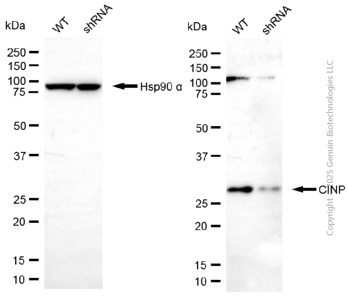 KD-Validated Anti-CINP Mouse Monoclonal Antibody ABG2021