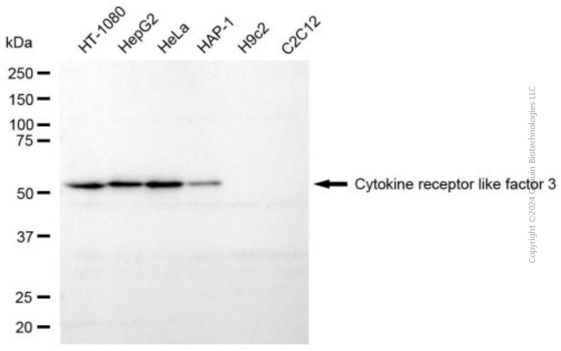 KD-Validated Anti-CRLF3 Mouse Monoclonal Antibody ABG2022