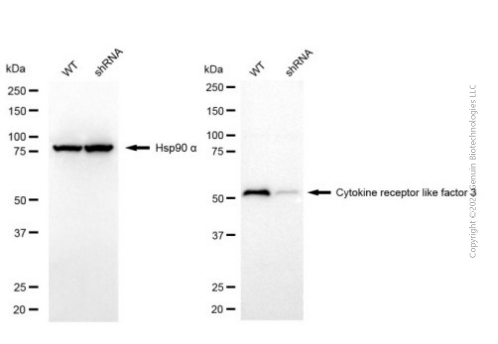 KD-Validated Anti-CRLF3 Mouse Monoclonal Antibody ABG2022