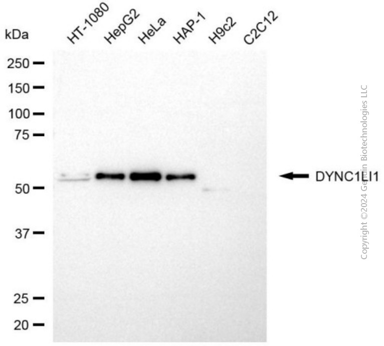 KD-Validated Anti-DYNC1LI1 Mouse Monoclonal Antibody ABG2023