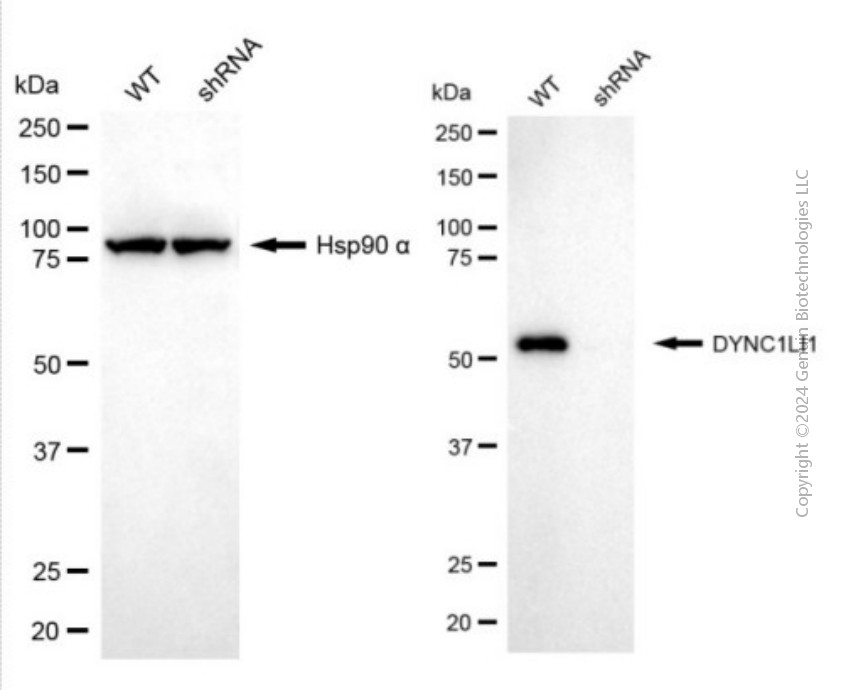 KD-Validated Anti-DYNC1LI1 Mouse Monoclonal Antibody ABG2023
