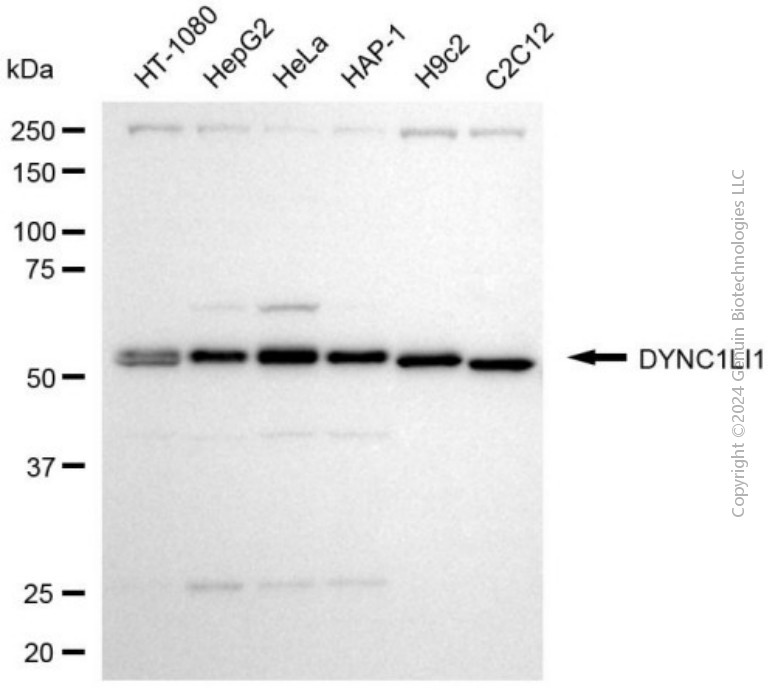 KD-Validated Anti-DYNC1LI1 Mouse Monoclonal Antibody ABG2024