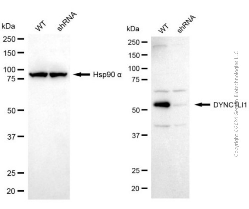 KD-Validated Anti-DYNC1LI1 Mouse Monoclonal Antibody ABG2024