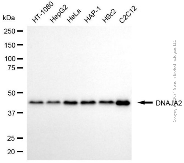 KD-Validated Anti-DNAJA2 Mouse Monoclonal Antibody ABG2025