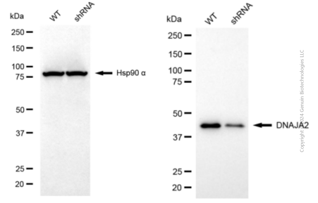 KD-Validated Anti-DNAJA2 Mouse Monoclonal Antibody ABG2025