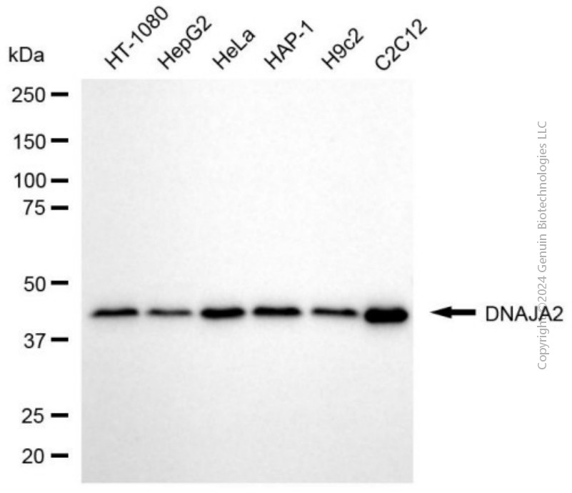KD-Validated Anti-DNAJA2 Mouse Monoclonal Antibody ABG2026