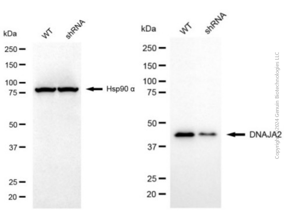 KD-Validated Anti-DNAJA2 Mouse Monoclonal Antibody ABG2026
