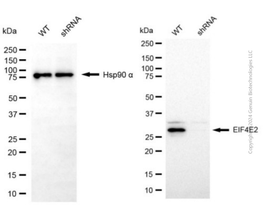 KD-Validated Anti-EIF4E2 Mouse Monoclonal Antibody ABG2027