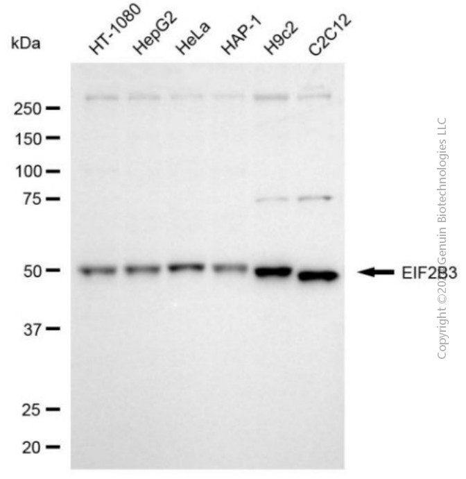 KD-Validated Anti-EIF2B3 Mouse Monoclonal Antibody ABG2028