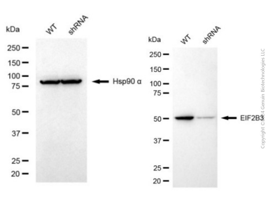 KD-Validated Anti-EIF2B3 Mouse Monoclonal Antibody ABG2028