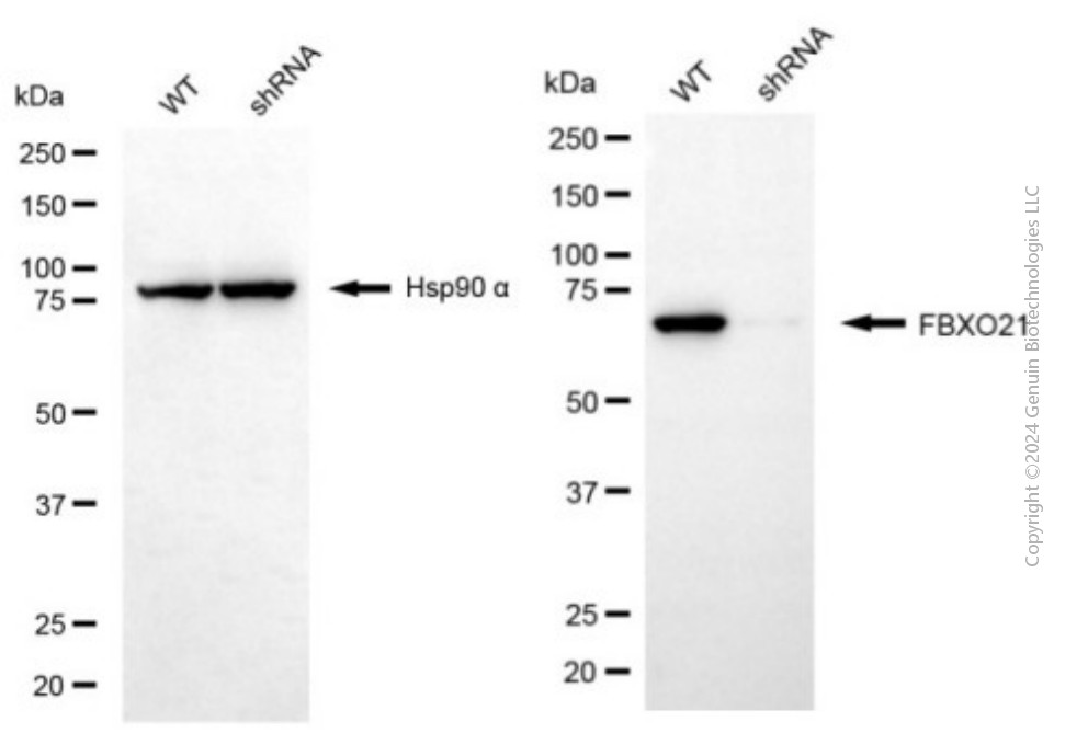 KD-Validated Anti-FBXO21 Mouse Monoclonal Antibody ABG2029