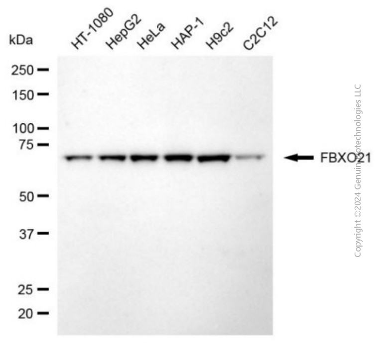 KD-Validated Anti-FBXO21 Mouse Monoclonal Antibody ABG2030
