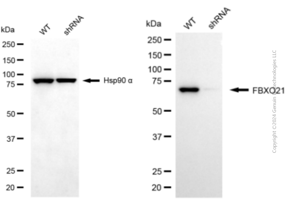 KD-Validated Anti-FBXO21 Mouse Monoclonal Antibody ABG2030