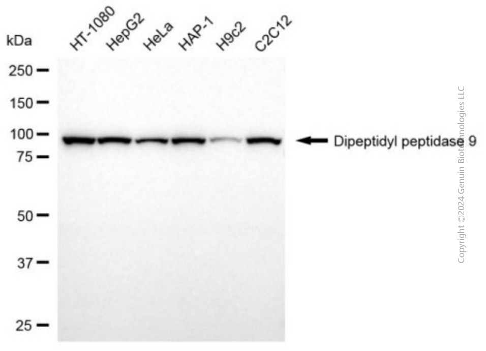 KD-Validated Anti-DPP9 Mouse Monoclonal Antibody ABG2031