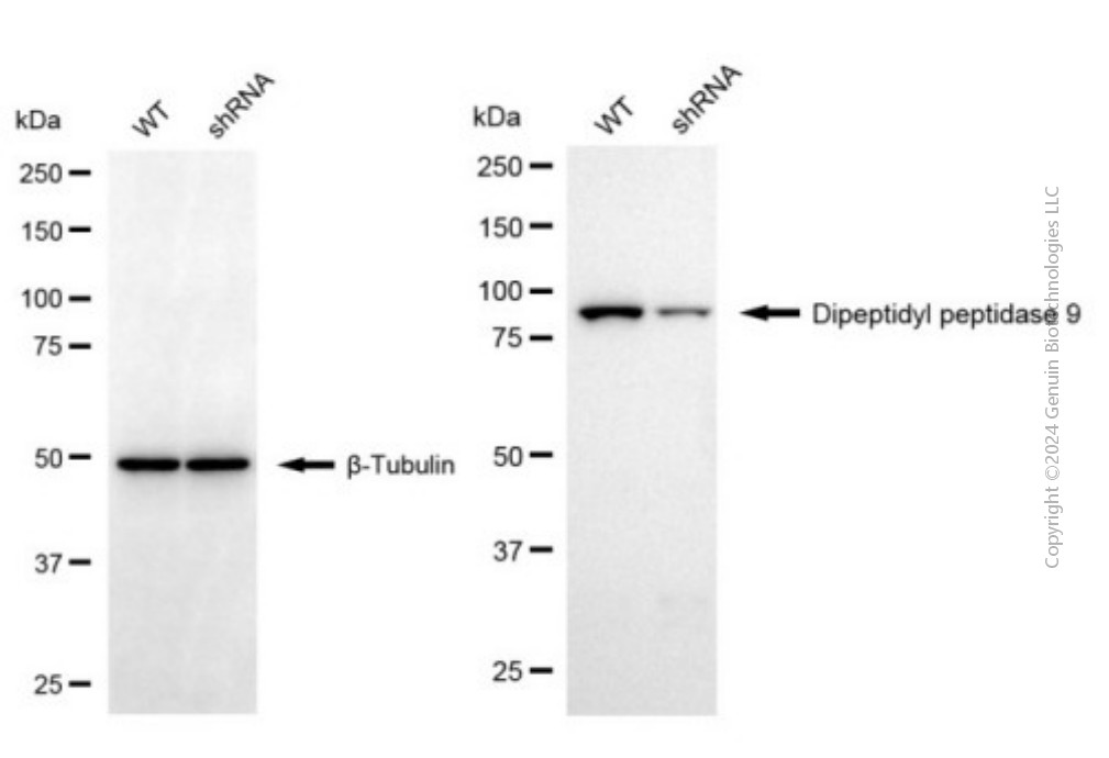 KD-Validated Anti-DPP9 Mouse Monoclonal Antibody ABG2031